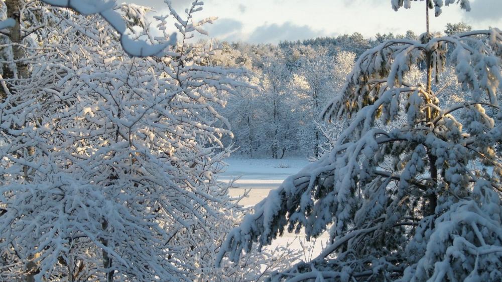 Wallpaper from nature category