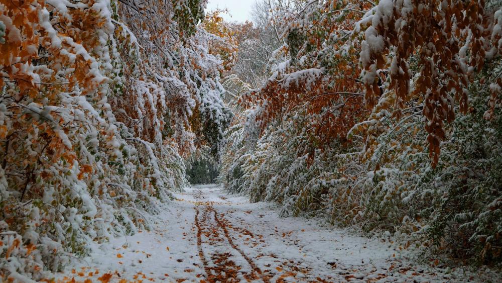 Serene Snow-Covered Forest Pathway wallpaper