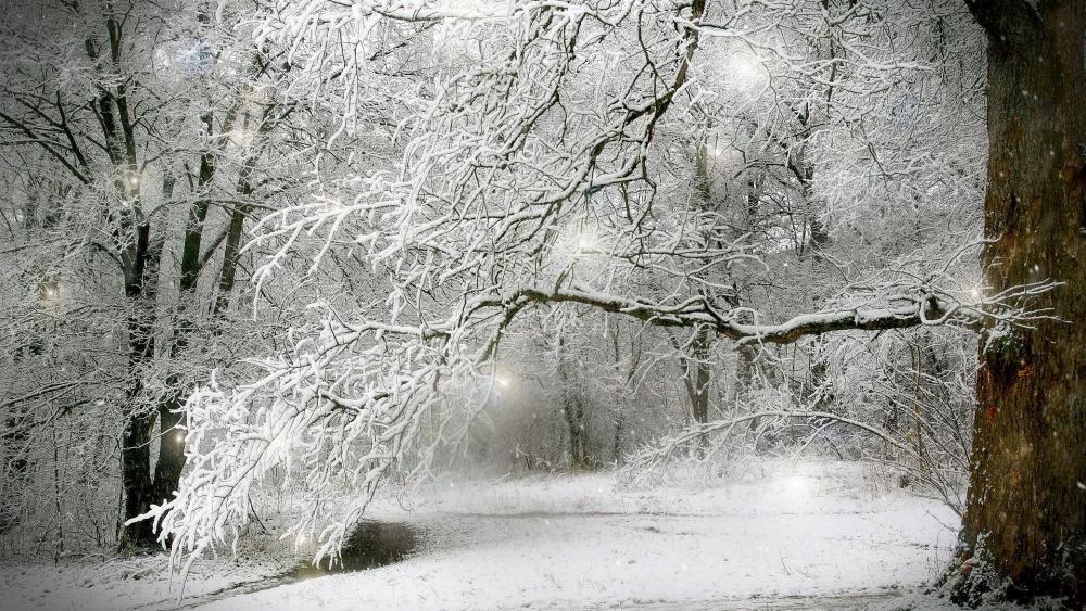 Winter Wonderland in Serene Silence wallpaper