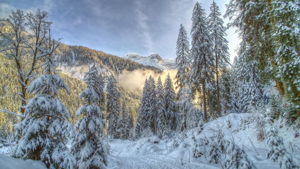 Winter Wonderland in the Mountains wallpaper