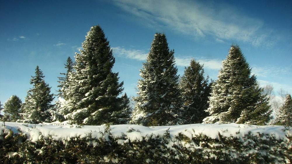 Wallpaper from nature category