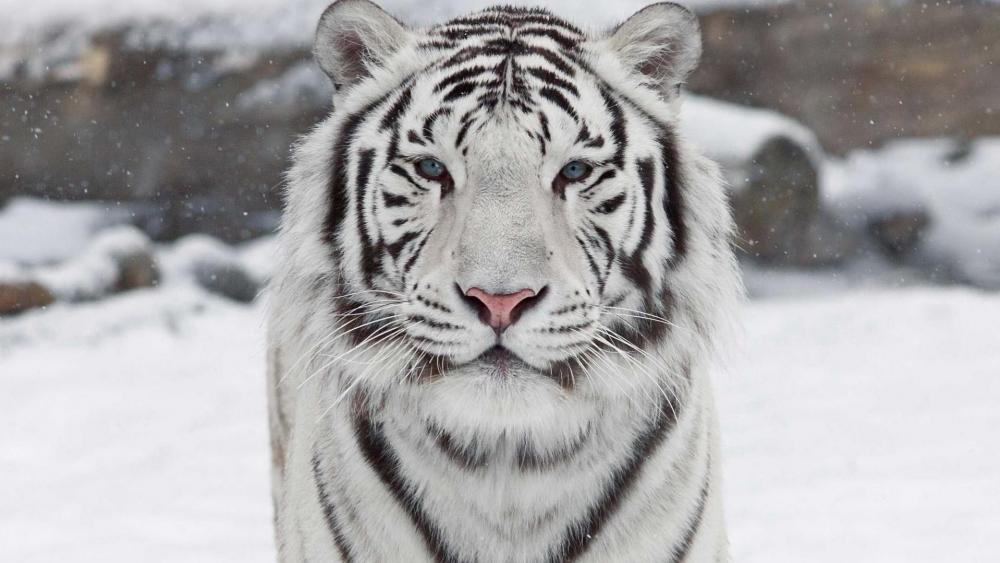 Majestic White Tiger in Snowy Habitat wallpaper