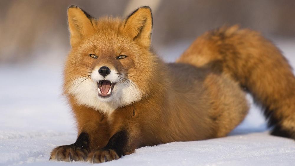 Wallpaper from animals category