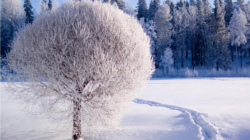 Winter Wonderland of Frosty Serenity wallpaper