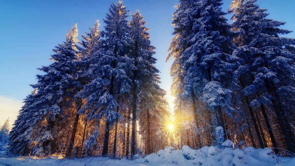Winter Forest at Dawn wallpaper