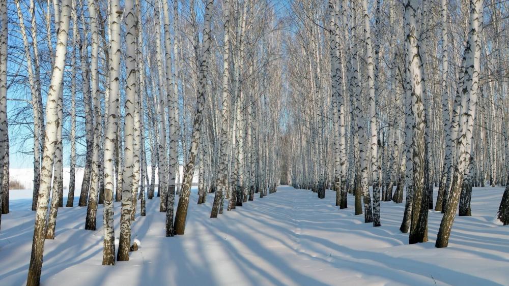 Winter Wonderland of Birch Trees wallpaper