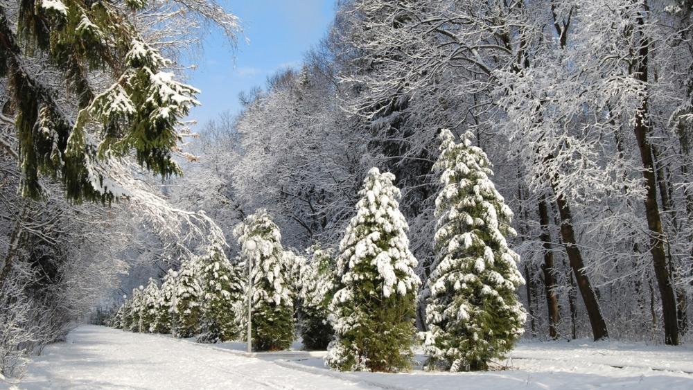 Winter Wonderland Pathway Through Snowy Pines wallpaper