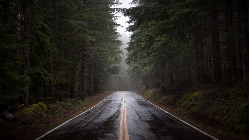 Misty Forest Roadway Inviting Adventure wallpaper