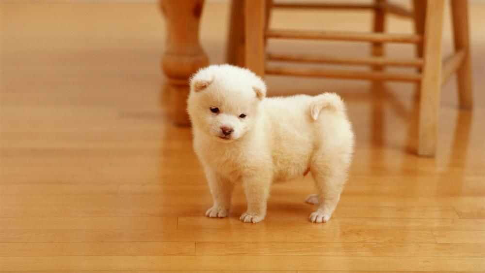Adorable Fluffy Puppy in Warm Indoor Setting wallpaper