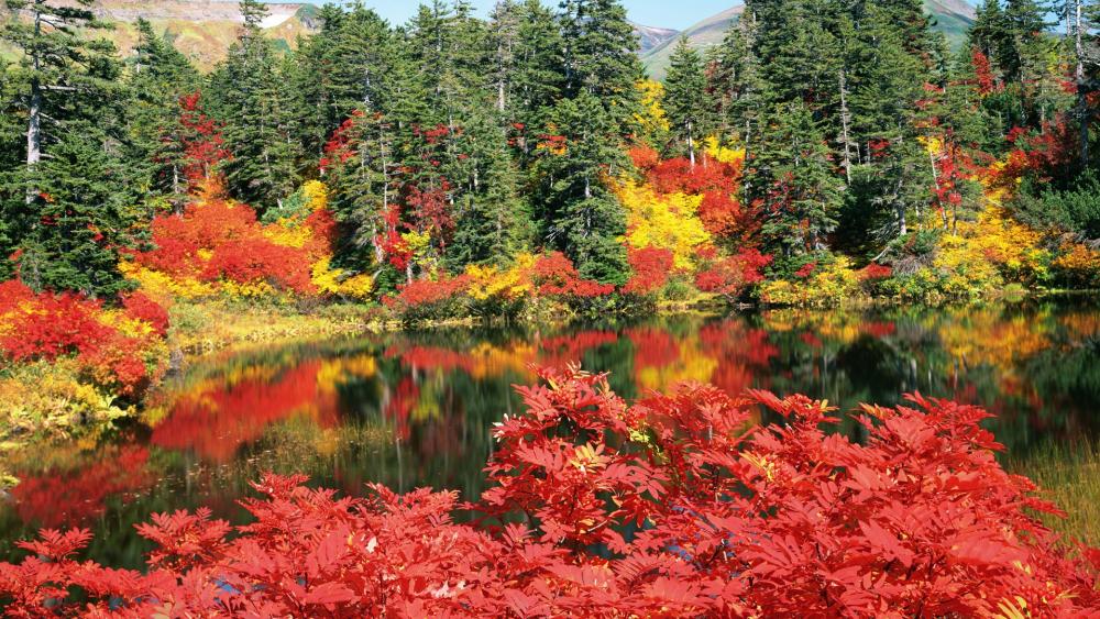 Autumn Serenity in Vibrant Colors wallpaper