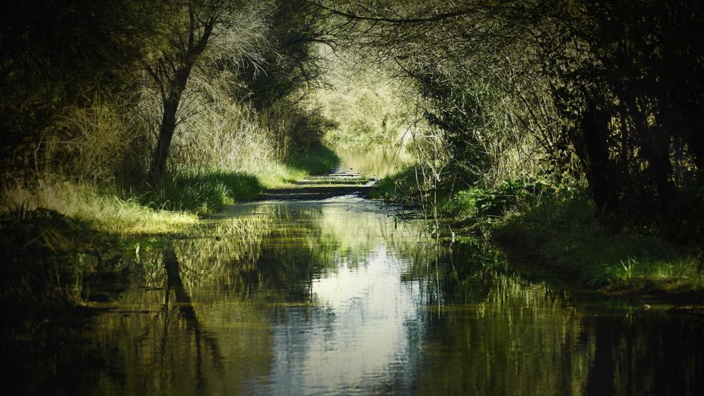 Tranquil Waters Flowing Through Nature's Embrace wallpaper