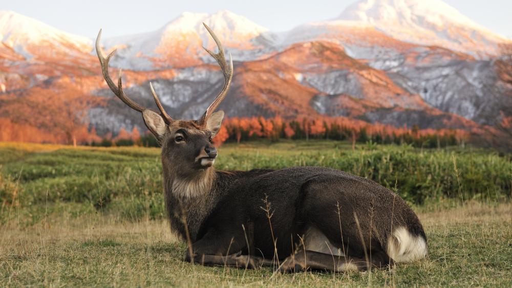 Majestic Deer in Snowy Mountains wallpaper