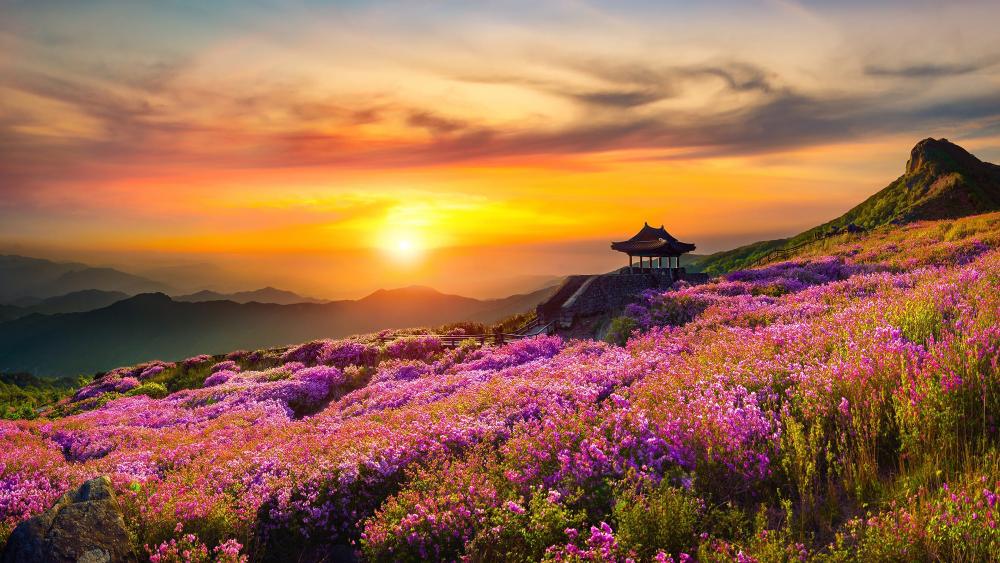 Vibrant Sunset Over Flowered Mountains wallpaper