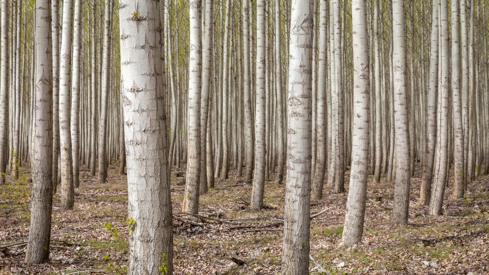 Tranquil Forest Pathway Wallpaper wallpaper