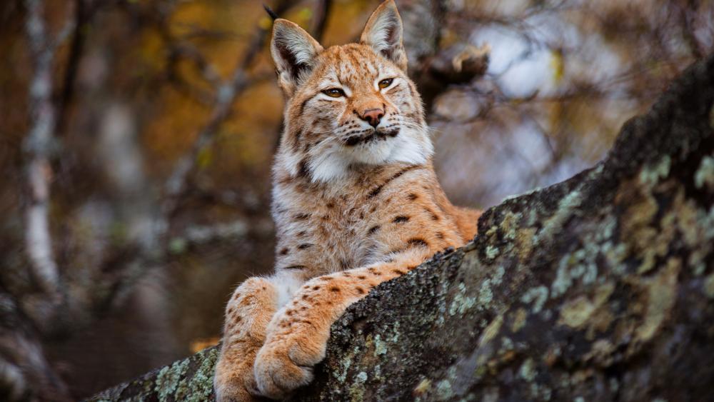 Majestic Lynx in Nature's Embrace wallpaper
