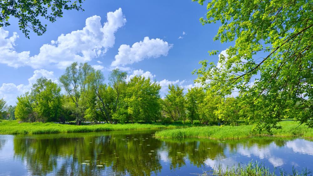 Serene Riverbank Under a Blue Sky wallpaper