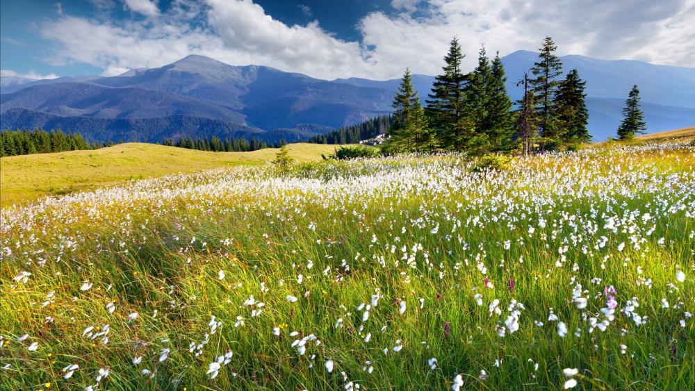 Vibrant Mountain Meadow in Full Bloom wallpaper