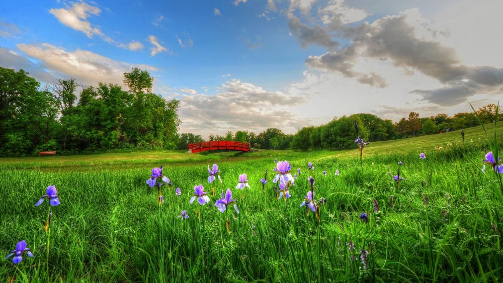 Serene Meadow with Vibrant Irises and Red Bridge wallpaper