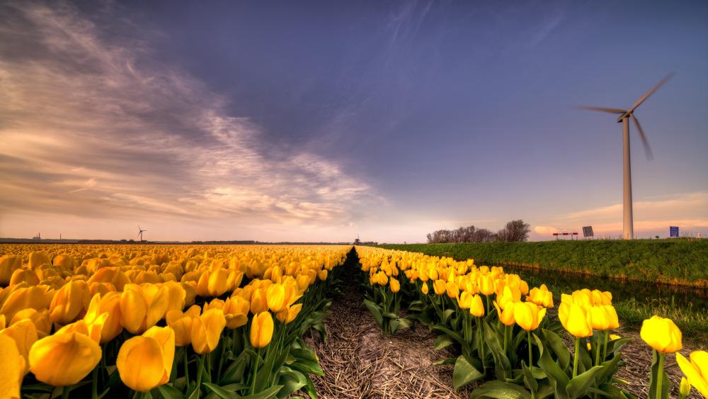 Golden Tulips Under a Beautiful Sky wallpaper