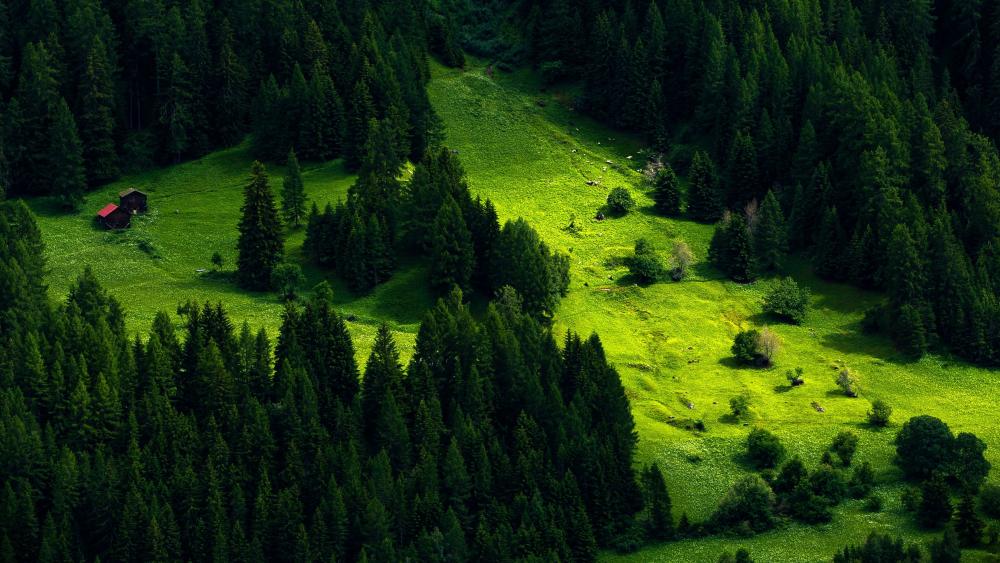 Lush Green Forest Haven wallpaper