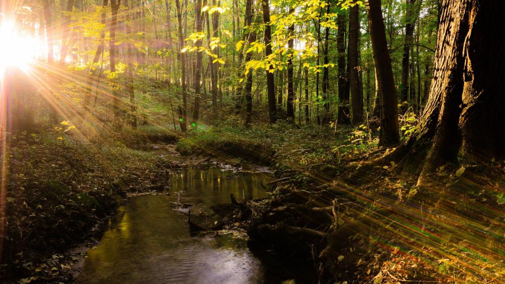 Tranquil Forest Stream at Sunrise wallpaper