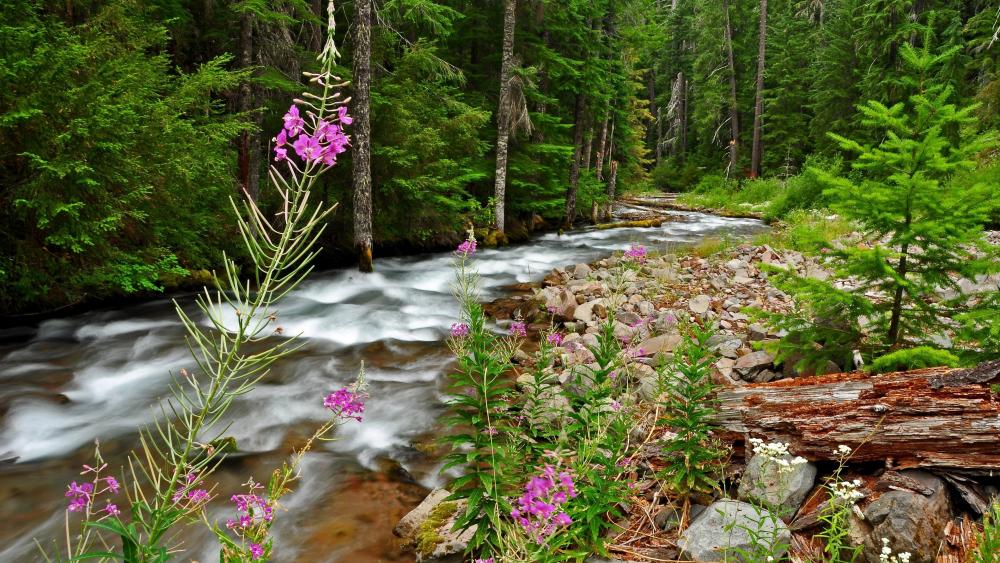 Serene Forest Stream with Wildflowers in Bloom wallpaper