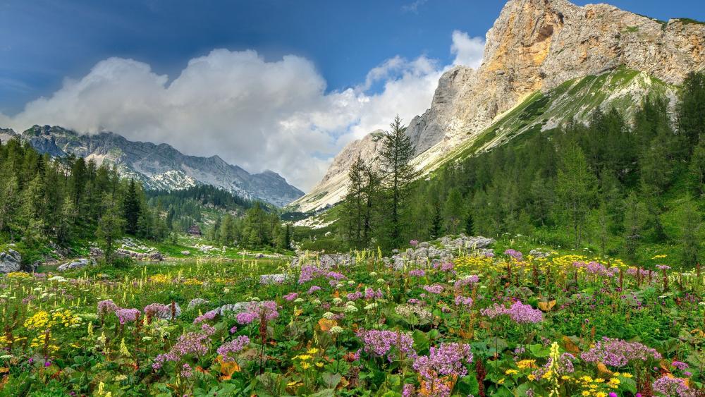 Mountain Meadow in Full Bloom wallpaper