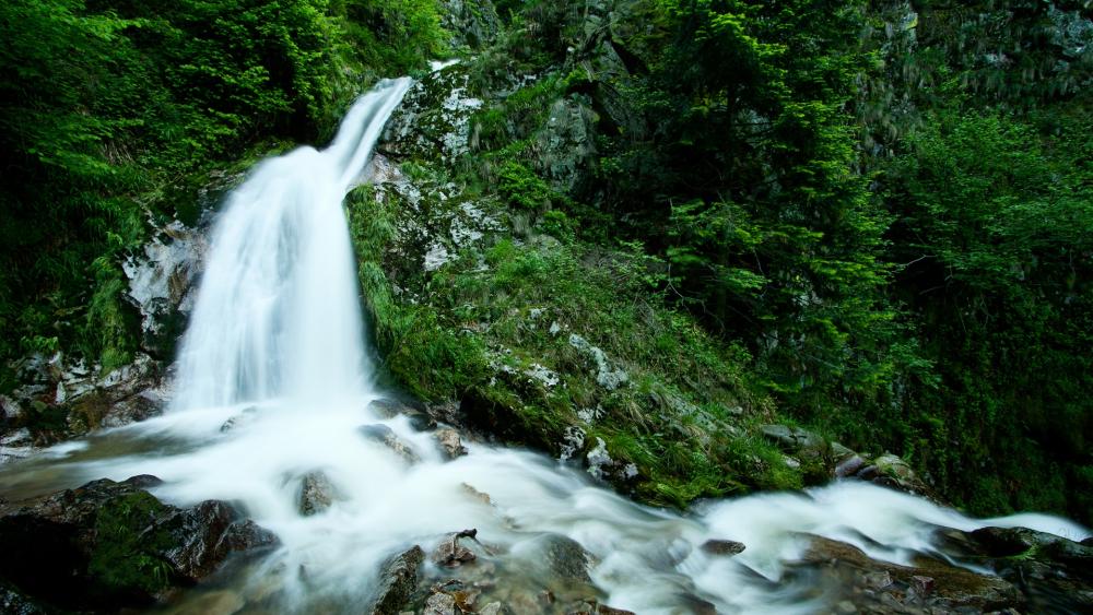 Wallpaper from nature category