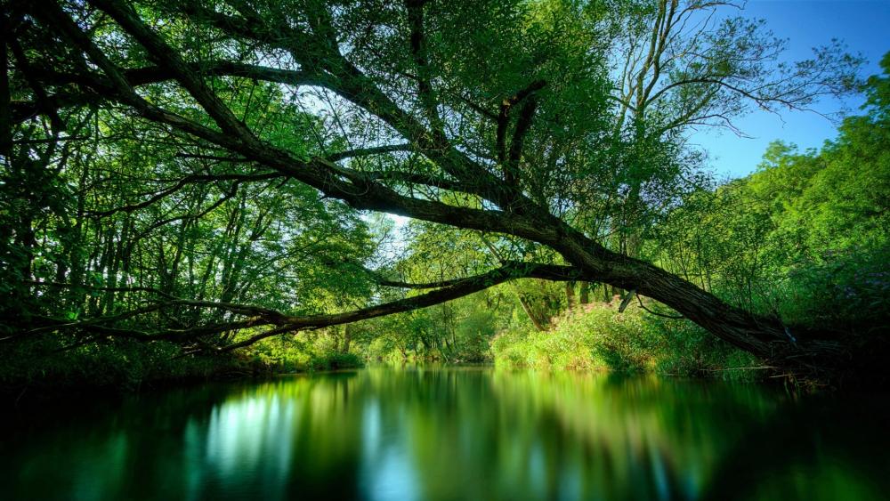 Tranquil River Surrounded by Lush Greenery wallpaper