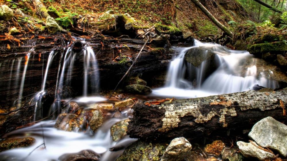 Whispers of Nature in a Serene Stream wallpaper