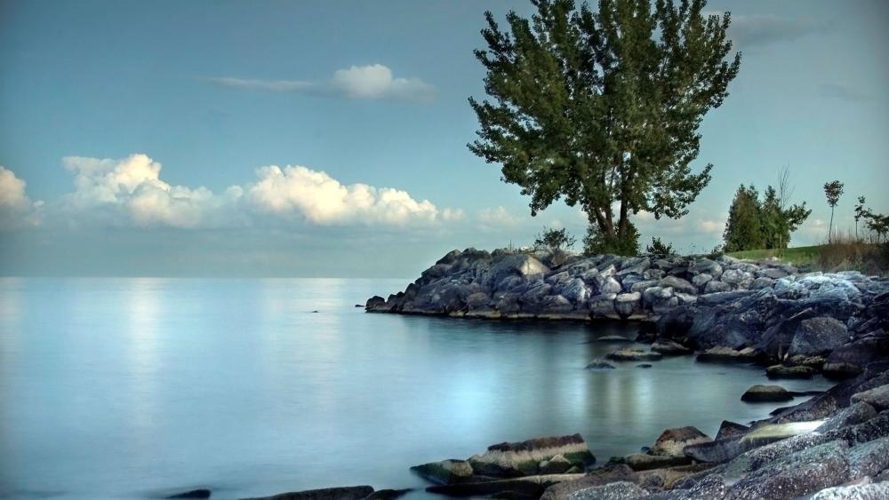 Tranquil Ocean View with Serene Tree Nestled by Shoreline wallpaper