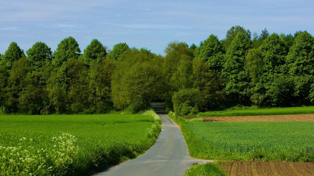 Lush Green Fields and Serene Pathway Ahead wallpaper