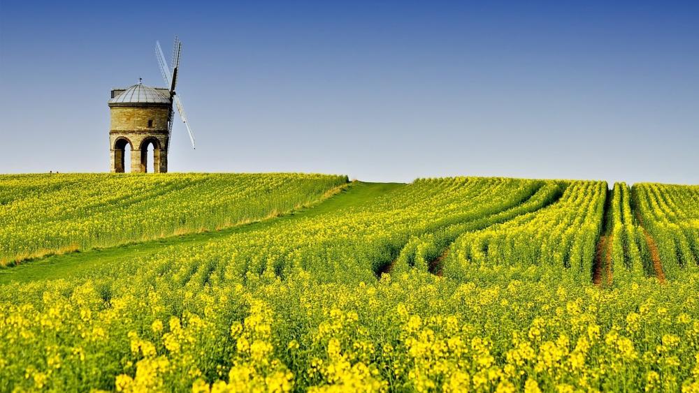 Golden Fields Beneath the Blue Sky wallpaper