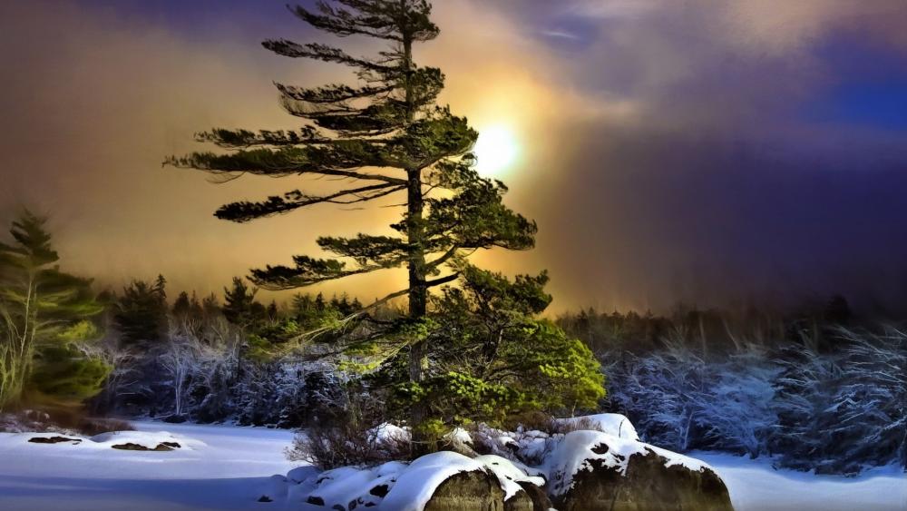 Winter Serenity Amidst Snowy Pines wallpaper