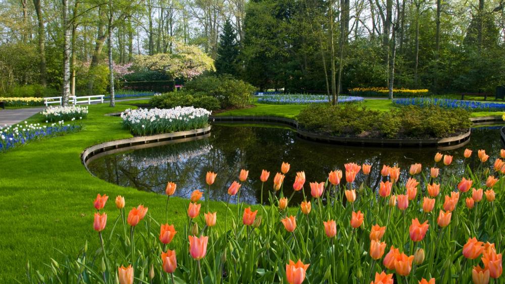 Serene Spring Garden with Tulips and Reflections wallpaper