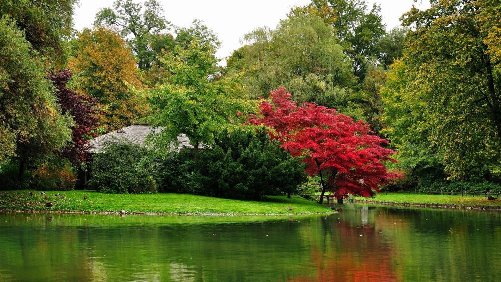 Serene Reflections in a Vibrant Parkland Scene wallpaper