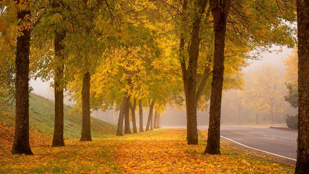 Wallpaper from nature category