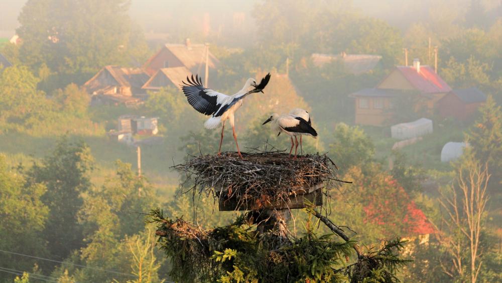 Stork nest wallpaper