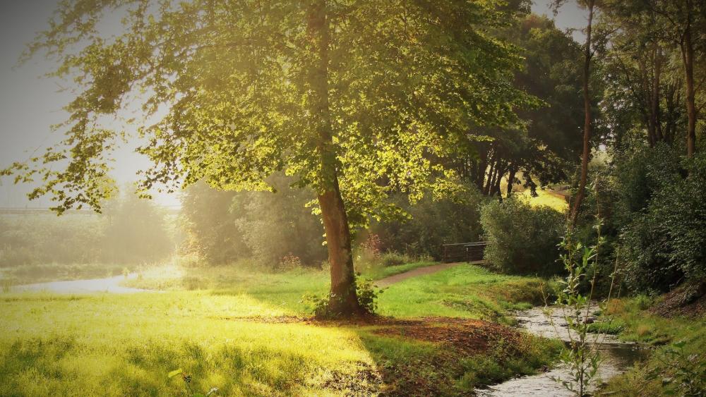 Wallpaper from nature category