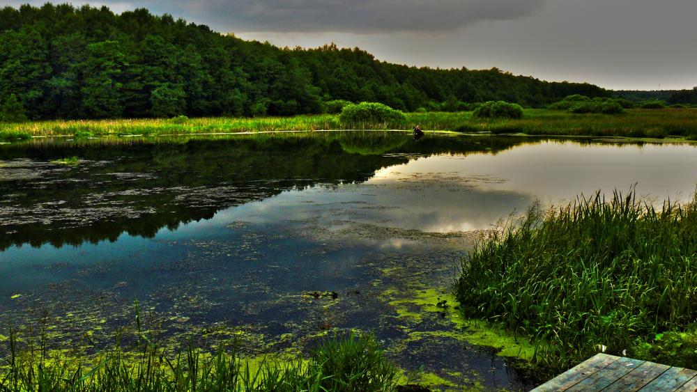 Wallpaper from nature category