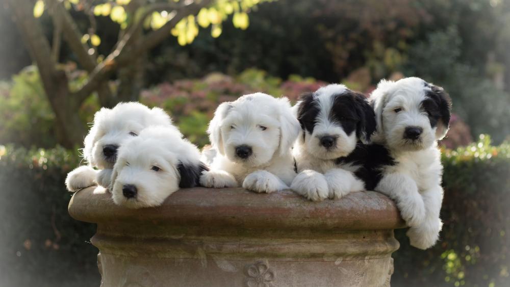 Wallpaper from animals category