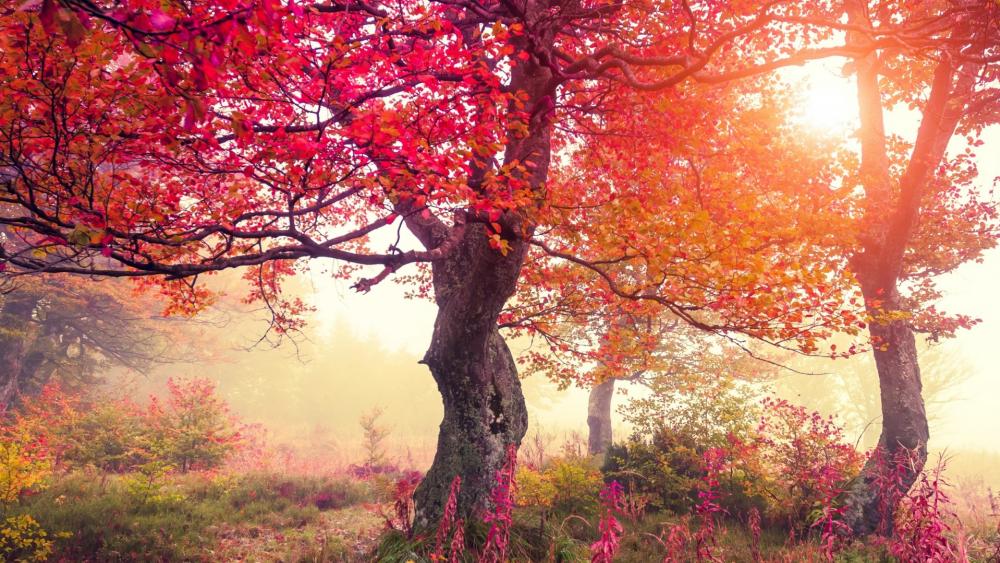 Autumn Splendor in a Misty Forest wallpaper