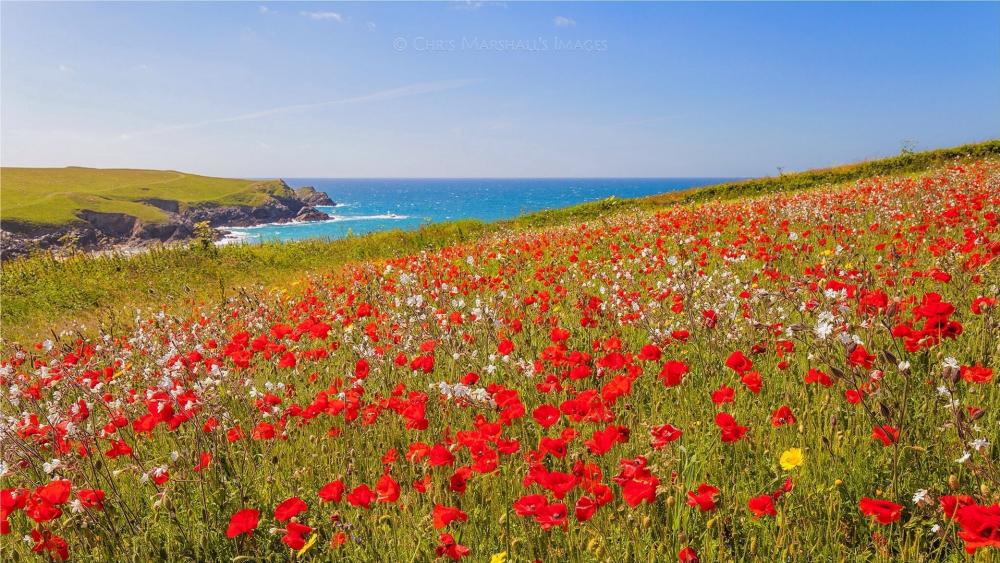 Vibrant Coastal Meadow with Poppies and Blue Ocean wallpaper