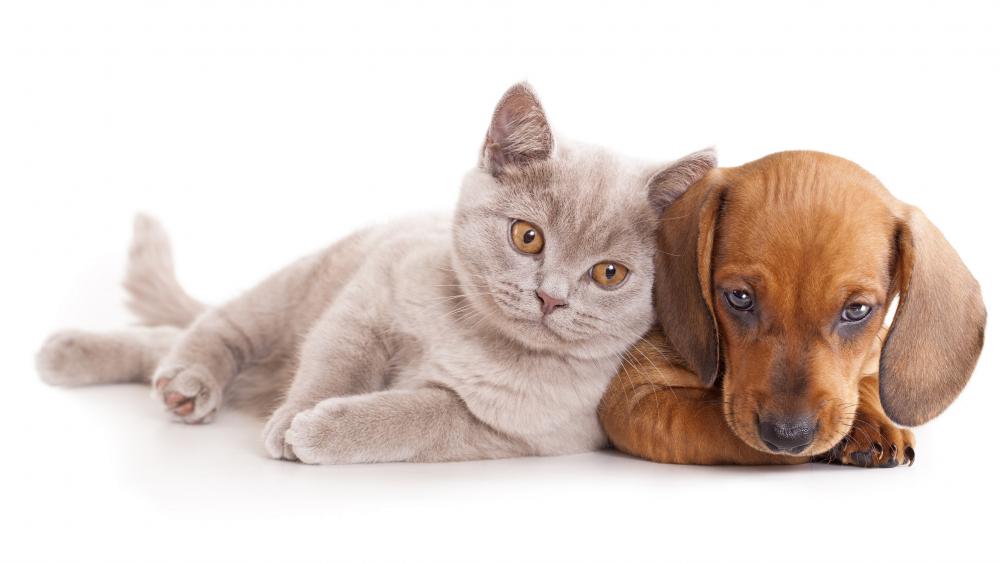 Wallpaper from animals category