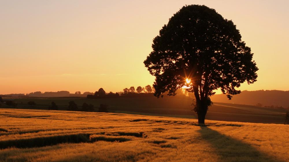 Golden Sunset Over Serenity Field wallpaper
