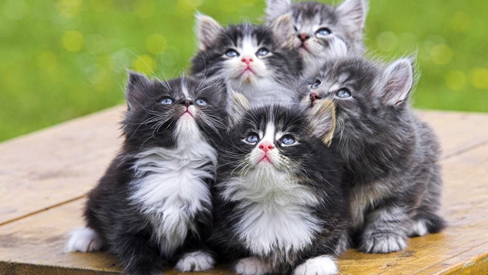Wallpaper from animals category
