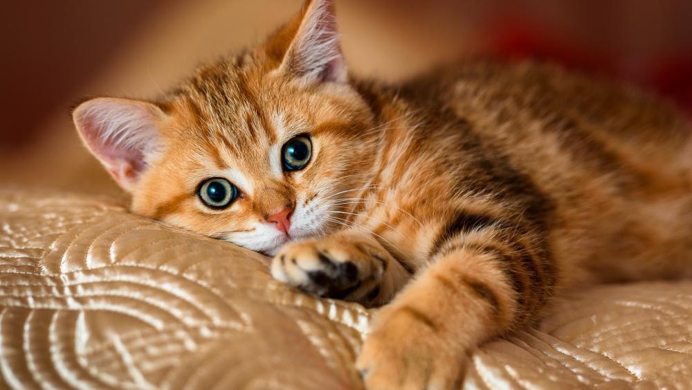 Wallpaper from animals category