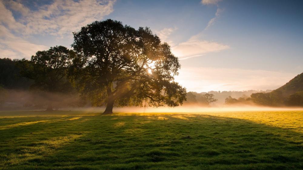 Serene Morning Glow in Nature's Embrace wallpaper