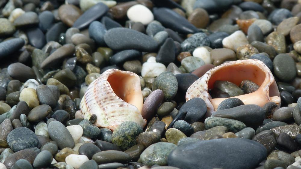 Seashells Among Smooth Stones in Nature’s Beauty wallpaper