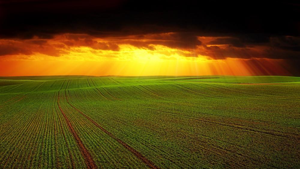 Wallpaper from nature category